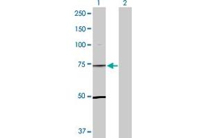 Western Blot analysis of TLE1 expression in transfected 293T cell line by TLE1 MaxPab polyclonal antibody.
