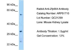 WB Suggested Anti-Zfp664 Antibody   Titration: 1. (ZNF664 抗体  (C-Term))