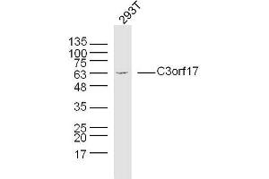 Human 293T cells probed with C3orf17 Polyclonal Antibody, unconjugated  at 1:300 overnight at 4°C followed by a conjugated secondary antibody at 1:10000 for 90 minutes at 37°C. (C3orf17 抗体  (AA 430-480))