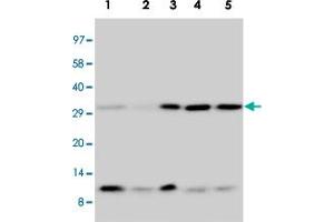 Western blot analysis of tissue and cell extracts with Ubiquitin polyclonal antibody . (Ubiquitin B 抗体  (AA 29-45))