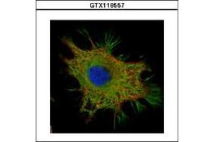 Image no. 3 for anti-Coiled-Coil Domain Containing 50 (CCDC50) (AA 1-187) antibody (ABIN1497124) (CCDC50 抗体  (AA 1-187))