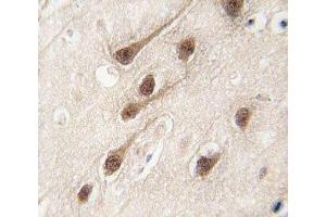 IHC analysis of FFPE human brain tissue stained with RUNX1 antibody (RUNX1 抗体  (AA 227-255))