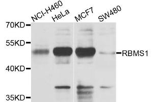 Western blot analysis of extracts of various cell lines, using RBMS1 antibody. (RBMS1 抗体)