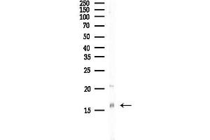 anti-Interferon-Induced Transmembrane Protein 3 (IFITM3) (N-Term) antibody