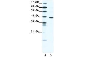 GABRP antibody (20R-1332) used at 0. (GABRP 抗体  (N-Term))