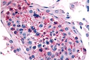 Human Testis (formalin-fixed, paraffin-embedded) stained with HTR1E antibody ABIN213509 at 16-24 ug/ml followed by biotinylated goat anti-rabbit IgG secondary antibody ABIN481713, alkaline phosphatase-streptavidin and chromogen. (Serotonin Receptor 1E 抗体  (Cytoplasmic Domain))
