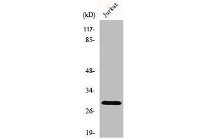 Western Blot analysis of Jurkat cells using Granzyme K Polyclonal Antibody (GZMK 抗体  (Internal Region))