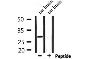 Western blot analysis of extracts from rat brain, using ATF1 Antibody. (AFT1 抗体  (Internal Region))