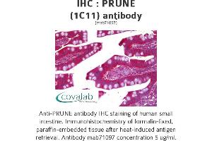 Image no. 1 for anti-Prune Exopolyphosphatase (PRUNE) antibody (ABIN1723943)
