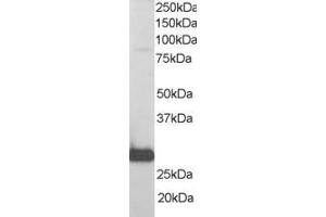 Western Blotting (WB) image for anti-RAN Binding Protein 1 (RANBP1) (C-Term) antibody (ABIN2465292) (RANBP1 抗体  (C-Term))