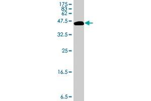 Western Blotting (WB) image for anti-Collagen, Type I, alpha 1 (COL1A1) (AA 1021-1108) antibody (ABIN514510)
