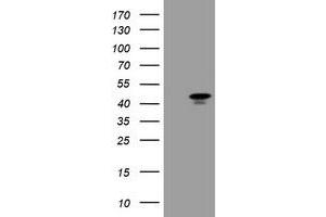 Image no. 1 for anti-Transcription Factor MafB (MAFB) antibody (ABIN1499251) (MAFB 抗体)