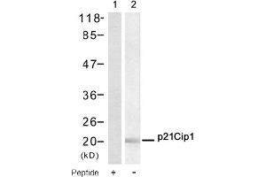 Image no. 1 for anti-Cyclin-Dependent Kinase Inhibitor 1A (p21, Cip1) (CDKN1A) (AA 143-147) antibody (ABIN319315) (p21 抗体  (AA 143-147))