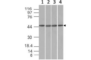 Western Blot of HeLa, HepG2, HEK293 and K562 cell lysates with EMI1 Mouse Monoclonal Antibody (EMI1/1176). (FBXO5 抗体  (AA 1-250))