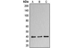 Western blot analysis of DNAJB11 expression in HuvEc (A), NCIH460 (B), MCF7 (C) whole cell lysates. (DNAJB11 抗体  (Center))