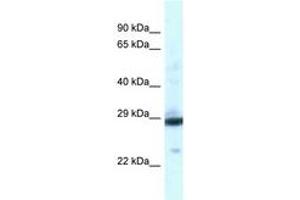 Image no. 1 for anti-phosphoglycerate Mutase 1 (Brain) (PGAM1) (AA 130-179) antibody (ABIN6747497) (PGAM1 抗体  (AA 130-179))