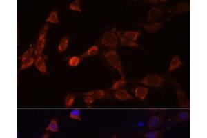 Immunofluorescence analysis of NIH-3T3 cells using PSMD14 Polyclonal Antibody at dilution of 1:100 (40x lens). (PSMD14 抗体)