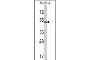 Western blot analysis of LUC7L2 Antibody (C-term) (ABIN653502 and ABIN2842911) in MCF-7 cell line lysates (35 μg/lane). (LUC7L2 抗体  (C-Term))