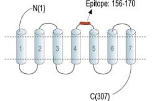 anti-G Protein-Coupled Receptor 35 (GPR35) (AA 156-170), (Extracellular), (Loop 2) antibody (FITC)