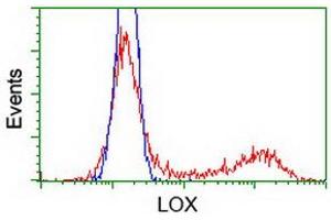 Image no. 1 for anti-Lysyl Oxidase (LOX) (AA 22-168) antibody (ABIN1491218) (LOX 抗体  (AA 22-168))