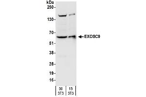 Western Blotting (WB) image for anti-Exosome Component 9 (EXOSC9) (AA 389-439) antibody (ABIN7450230) (EXOSC9 抗体  (AA 389-439))