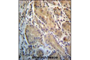 ERO1L Antibody (C-term) (ABIN657228 and ABIN2846330) immunohistochemistry analysis in formalin fixed and paraffin embedded human stomach tissue followed by peroxidase conjugation of the secondary antibody and DAB staining. (ERO1L 抗体  (C-Term))