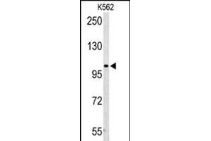 Western blot analysis of PD2 Antibody (Center) (ABIN653063 and ABIN2842664) in K562 cell line lysates (35 μg/lane). (AMPD2 抗体  (AA 187-217))