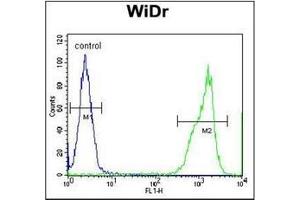 Flow Cytometry analysis of WiDr cells using RT4I1 Antibody (C-term) Cat. (RTN4IP1 抗体  (C-Term))