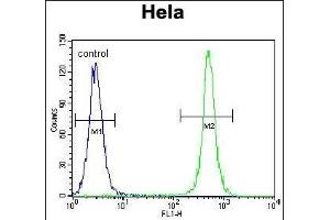 TSPYL6 Antibody (Center) (ABIN655239 and ABIN2844842) flow cytometric analysis of Hela cells (right histogram) compared to a negative control cell (left histogram). (TSPY-Like 6 抗体  (AA 206-235))