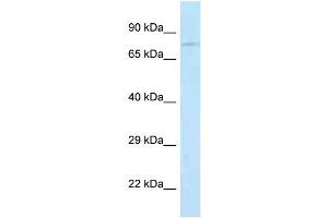 WB Suggested Anti-Jph2 Antibody Titration: 1. (Junctophilin 2 抗体  (N-Term))