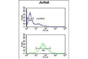 Flow cytometric analysis of Jurkat cells (bottom histogram) compared to a negative control cell (top histogram). (SHCBP1 抗体  (C-Term))