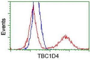 HEK293T cells transfected with either RC212105 overexpress plasmid (Red) or empty vector control plasmid (Blue) were immunostained by anti-TBC1D4 antibody (ABIN2454437), and then analyzed by flow cytometry. (TBC1D4 抗体)