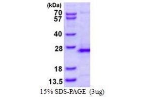 Ras Homolog Family Member G (RHOG) (AA 1-188) protein (His tag)