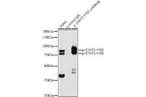 Immunoprecipitation (IP) image for anti-Signal Transducer and Activator of Transcription 3 (Acute-Phase Response Factor) (STAT3) (pTyr705) antibody (ABIN6136266)