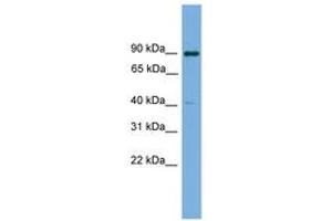 Image no. 1 for anti-Potassium Channel Tetramerisation Domain Containing 16 (KCTD16) (AA 107-156) antibody (ABIN6745149) (KCTD16 抗体  (AA 107-156))