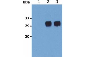 Western Blotting analysis (non-reducing conditions) of LST1 in whole cell lysate of U937 human Caucasian histiocytic lymphoma cell line. (LST1 抗体)