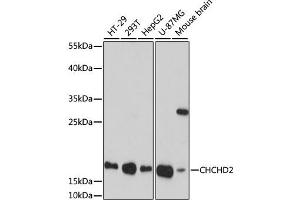 Western blot analysis of extracts of various cell lines, using CHCHD2 antibody (ABIN7266448) at 1:1000 dilution. (CHCHD2 抗体  (AA 75-145))