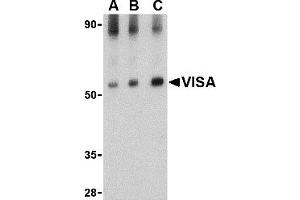 Western Blotting (WB) image for anti-Mitochondrial Antiviral Signaling Protein (MAVS) (Middle Region) antibody (ABIN1031160) (MAVS 抗体  (Middle Region))