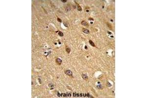 Immunohistochemistry (IHC) image for anti-phosphatidylserine Decarboxylase (PISD) antibody (ABIN3003933) (PISD 抗体)