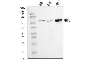 Western blot analysis of KIFC1 using anti-KIFC1 antibody (ABIN7599523).