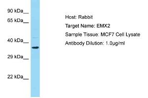 WB Suggested Anti-EMX2 Antibody Titration:  0. (EMX2 抗体  (N-Term))