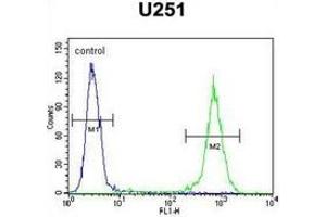 Flow cytometric analysis of U251 cells using GGTLC2 Antibody (Center) Cat. (GGTLC2 抗体  (Middle Region))