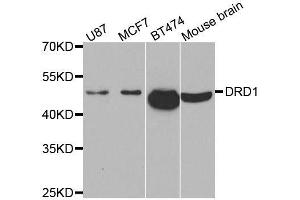 Western blot analysis of extracts of various cell lines, using DRD1 antibody. (Dopamine Receptor d1 抗体)
