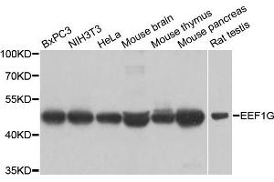 Western blot analysis of extracts of various cell lines, using EEF1G antibody. (EEF1G 抗体)
