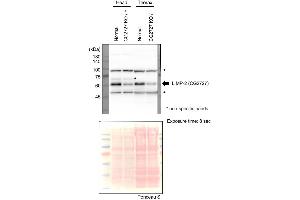 Western blot analysis of Emp using anti-Emp antibody (ABIN7603556).