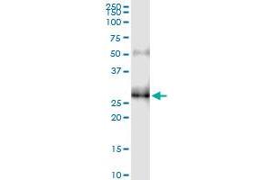 Immunoprecipitation of KCNIP3 transfected lysate using anti-KCNIP3 MaxPab rabbit polyclonal antibody and Protein A Magnetic Bead , and immunoblotted with KCNIP3 purified MaxPab mouse polyclonal antibody (B01P) . (DREAM 抗体  (AA 1-256))