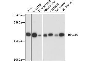 Western blot analysis of extracts of various cell lines, using RPL18A antibody (ABIN7269994) at 1:1000 dilution. (RPL18A 抗体  (AA 50-176))