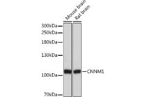 Western blot analysis of extracts of various cell lines, using CNNM1 Rabbit pAb (ABIN7266572) at 1:3000 dilution. (Cyclin M1 抗体  (AA 692-951))