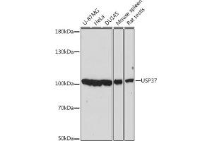 Western blot analysis of extracts of various cell lines, using USP37 antibody (ABIN7271158) at 1:2000 dilution. (USP37 抗体  (AA 150-250))