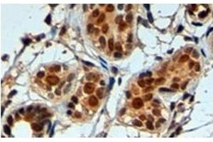 Image no. 1 for anti-Apurinic/Apyrimidinic Endonuclease 1 (APEX1) (N-Term) antibody (ABIN374178) (APEX1 抗体  (N-Term))